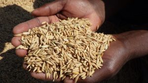 Harvested rice is shown on the hands. The variety is SUPA, a long-grain rice that’s slightly sticky with a nice aroma.