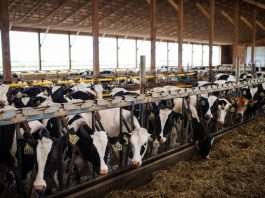 dairy industry