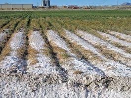 Soil salinity and food security in Nigeria