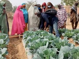 Solidaridad West Africa