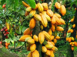 cocoa wealth