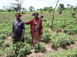 organic farming