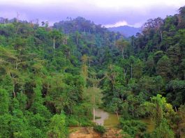 Atewa Forest