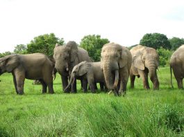 wildlife