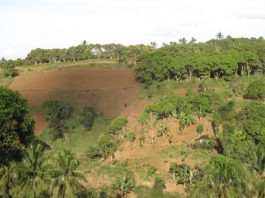 landscape restoration