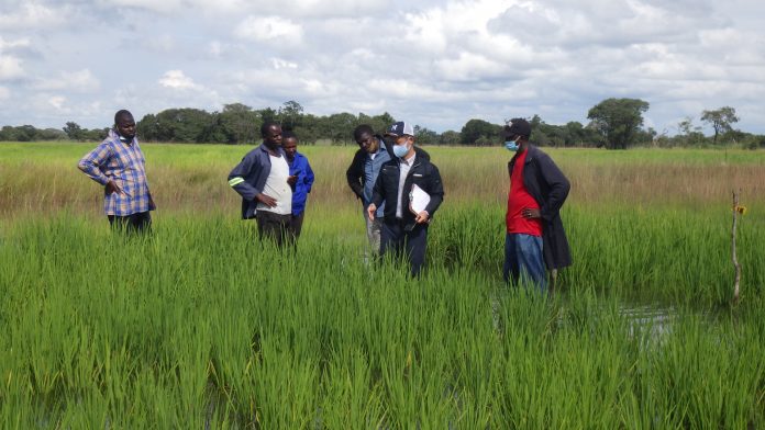 GOTO (second from right) checking on rice with farmers.