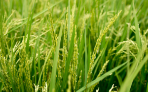 Besides doubling the yield, the SRI technique is also less climate-damaging.  Since the rice is only irrigated periodically, water savings of up to 50 percent are possible.  © GIZ/Klaus Wohlman