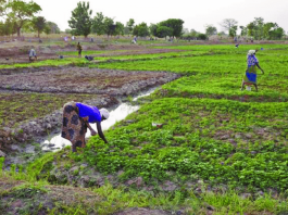 farmers