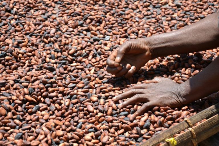 Government commended for increase in cocoa prices