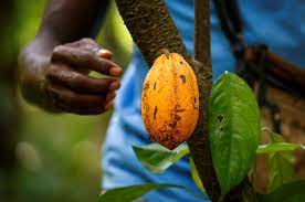Swollen Shoot Viral Disease destroys over 500,000 hectares of cocoa farms