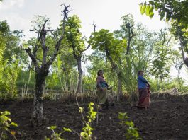 Non-wood forest products provide employment opportunities for rural people in high-altitude areas of Nepal where income sources are limited. ©FAO