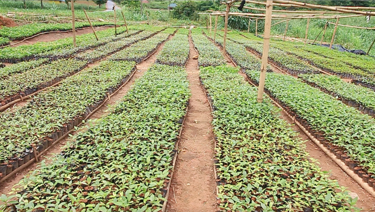 seedlings