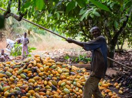 Fairtrade Africa-Cocoa