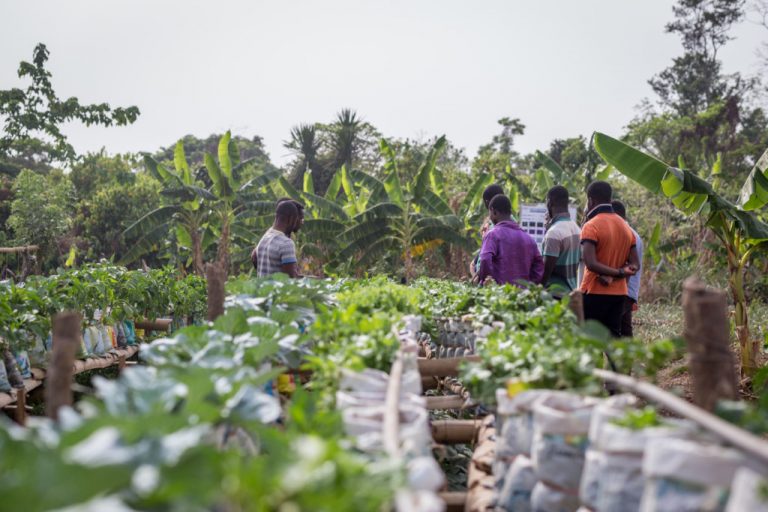 agriculture in Ghana
