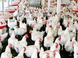 chicken