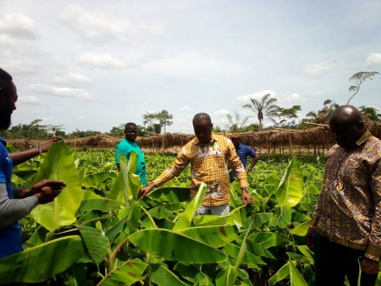 Social Plantain Suckers