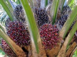 Oil Palm