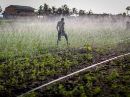 agriculture