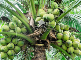 Coconut