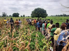 Economics Farmers Biofertilizer