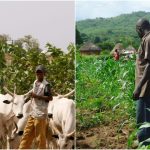 Herders Farmers