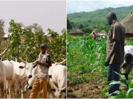 Herders Farmers