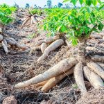 cassava