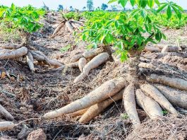 cassava