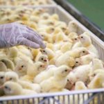 Dear Poultry Farmer,
