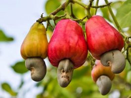 cashew