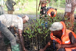 NGO Tree Planting