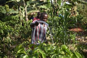 Farmers water coffee plants in Nakaseke, Uganda in October 2016