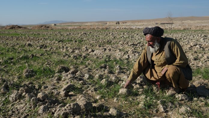 A farmer shows his wheat field planted with certified seeds distributed by FAO, Nawi Deh village, Daman district, Kandahar, Afghanistan.