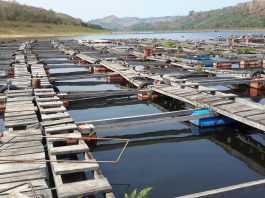 Aquaculture