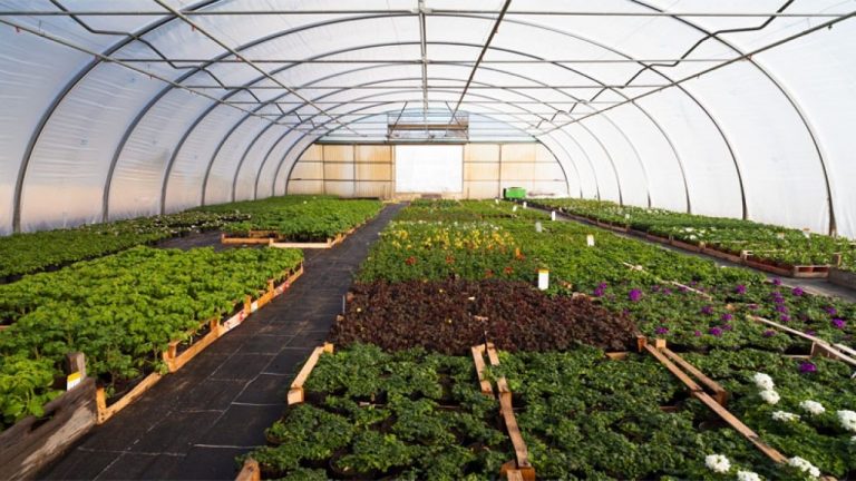 Kumasi Agriculture