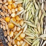 Seeds Investment