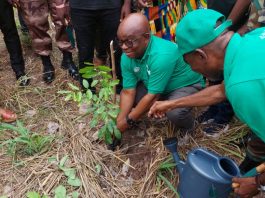 Tree Planting