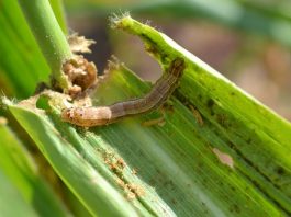 Fall Armyworm
