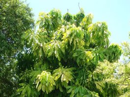 tree