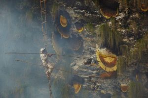 Wild honey hunting practice in Nepal