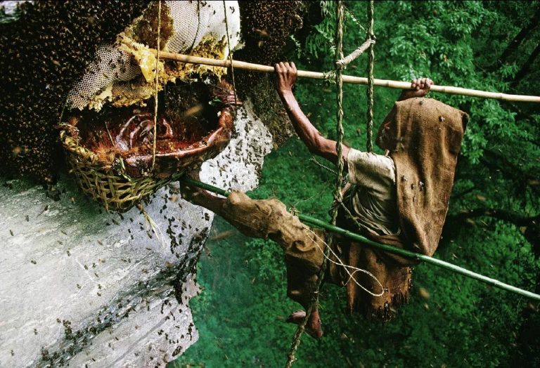 Wild honey hunting practice in Nepal