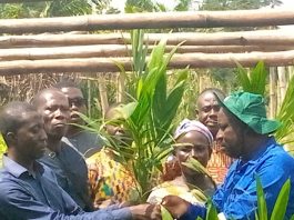 Mr. Oppong in a ceremonial presentation of seedlings to a farmer and seedlings at the nursery site