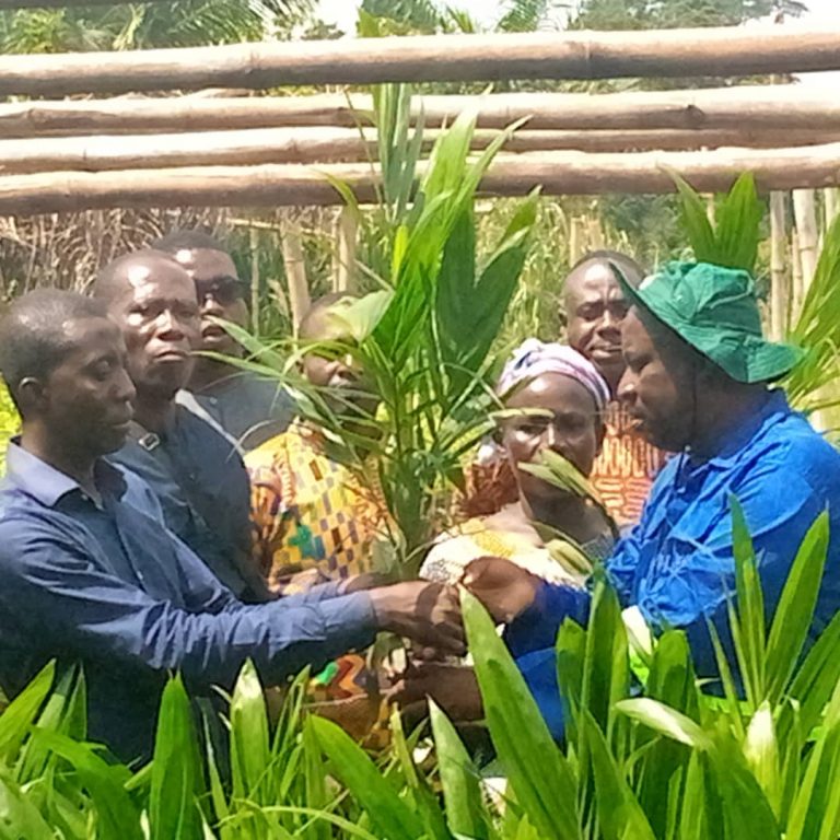 Mr. Oppong in a ceremonial presentation of seedlings to a farmer and seedlings at the nursery site