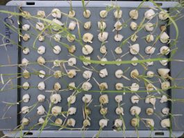 Samples of rice seedlings from a study on the effects of cosmic irradiation on rice plants in the Joint FAO/IAEA Agriculture and Biotechnology Laboratory