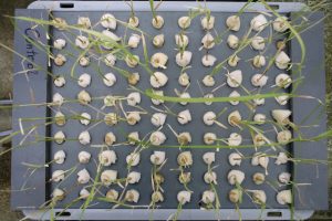 Samples of rice seedlings from a study on the effects of cosmic irradiation on rice plants in the Joint FAO/IAEA Agriculture and Biotechnology Laboratory