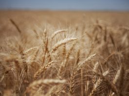 Avoiding further setbacks to achieving the SDGs requires short and long-term actions in four key areas: providing immediate support to the vulnerable, facilitating trade and international supply of food, boosting production and investing in climate-resilient agriculture.
