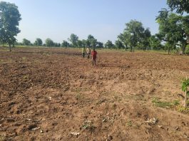 Pictures of farmlands where maize had been grown yet to germinate