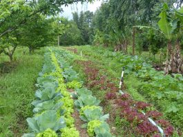 Agroecology