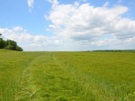 Field with barley in Lvivska oblast, Ukraine