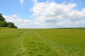 Field with barley in Lvivska oblast, Ukraine